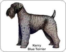  Kerry Blue Terrier Dog Air Freshener | My Air Freshener